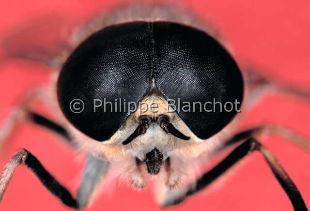 Tabanus sudeticus.JPG - Tabanus sudeticus (Portrait)taon des sudetesgad flyDipteraTabanidaeFrance